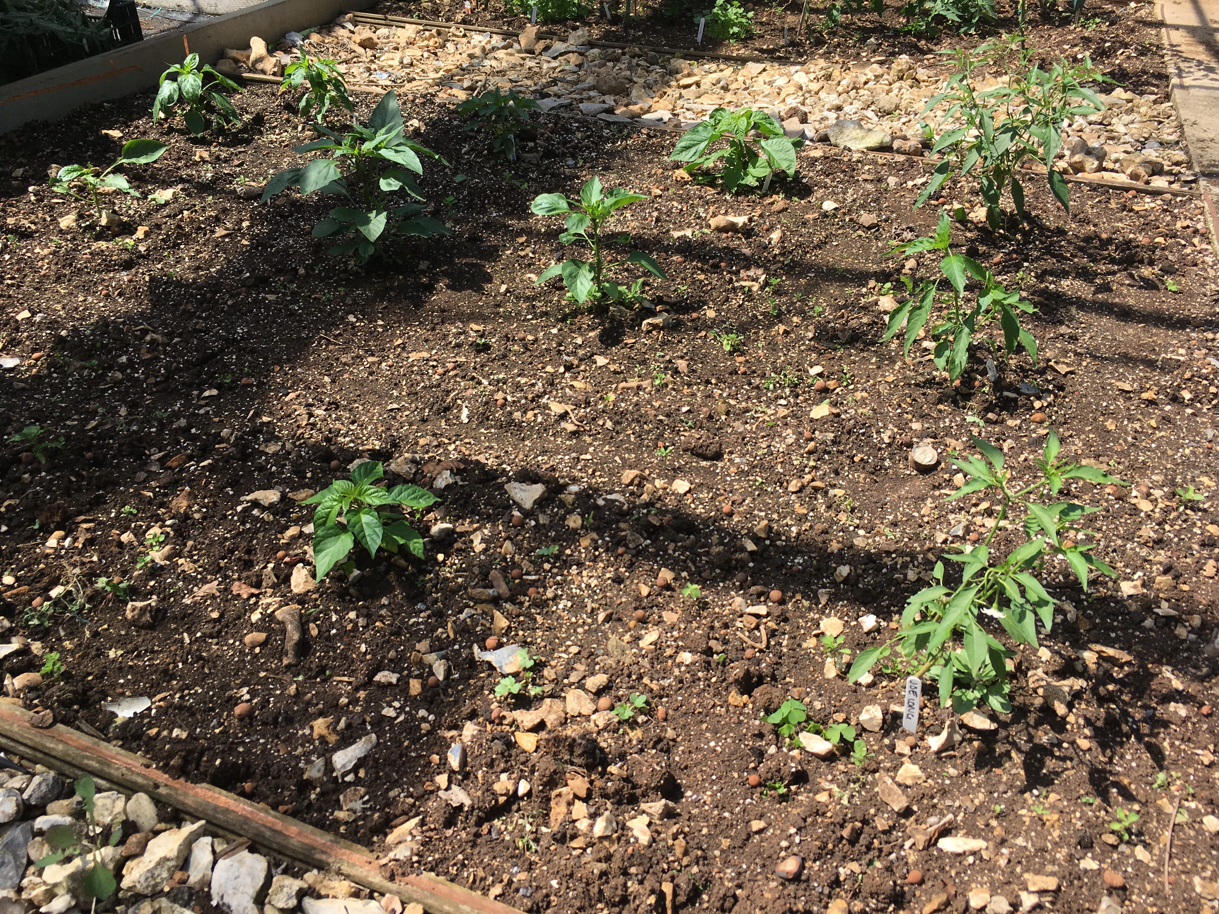 Chilli plant bed