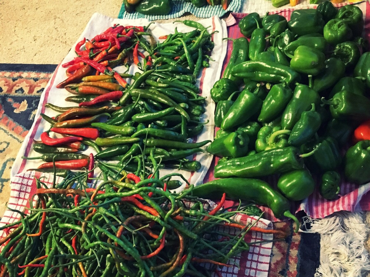 Chilli and Sweet Pepper harvesting in November