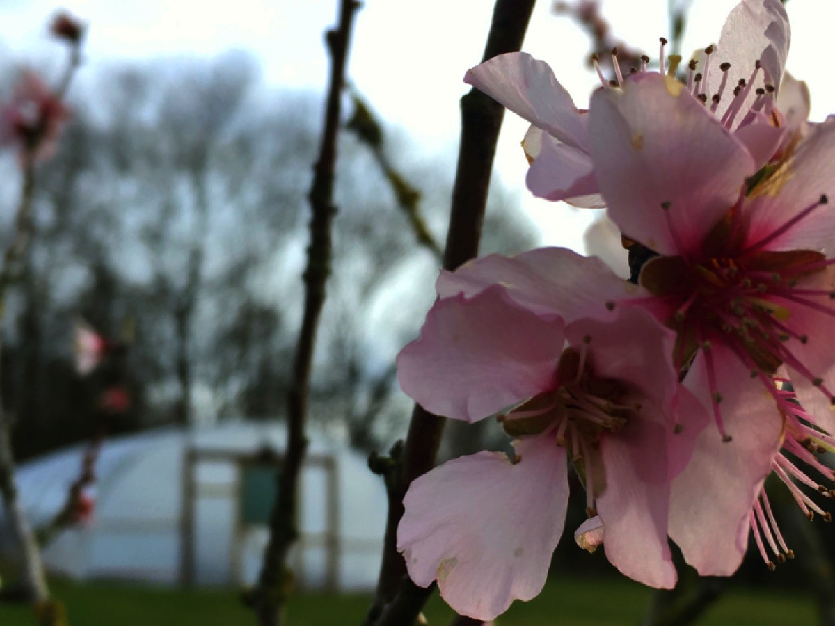 First Spring In the Polytunnel