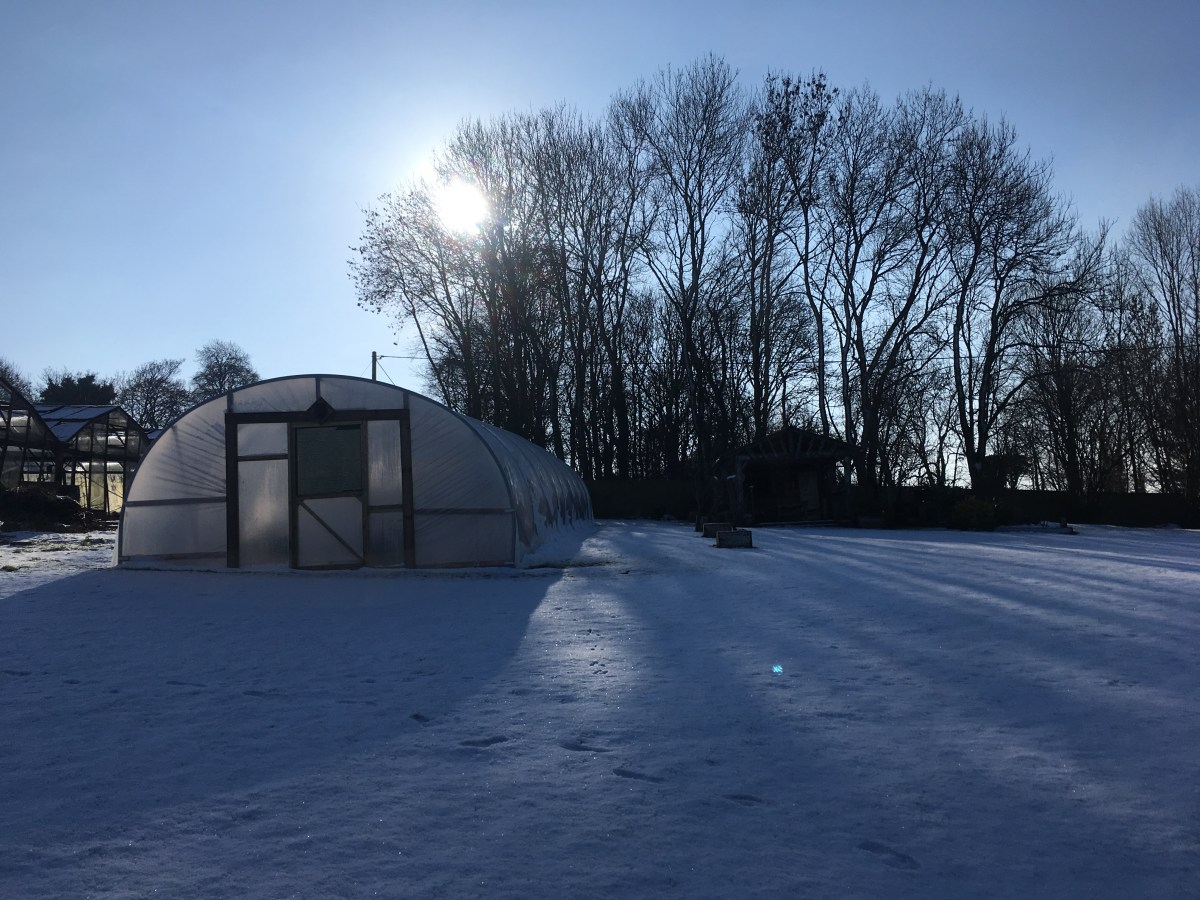 First winter in the polytunnel