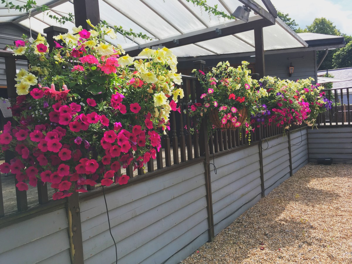 Growing Summer Hanging Baskets