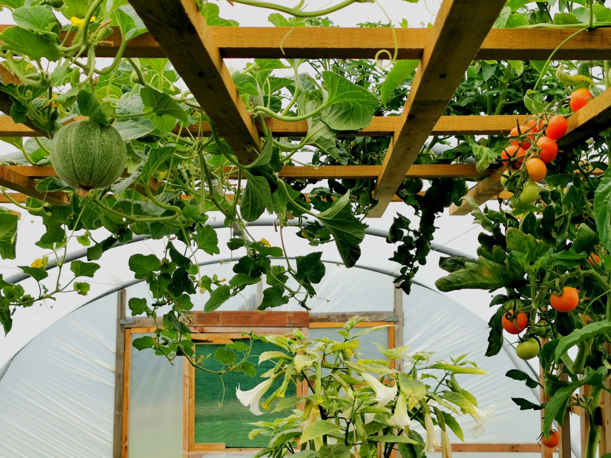 First Summer in the Polytunnel