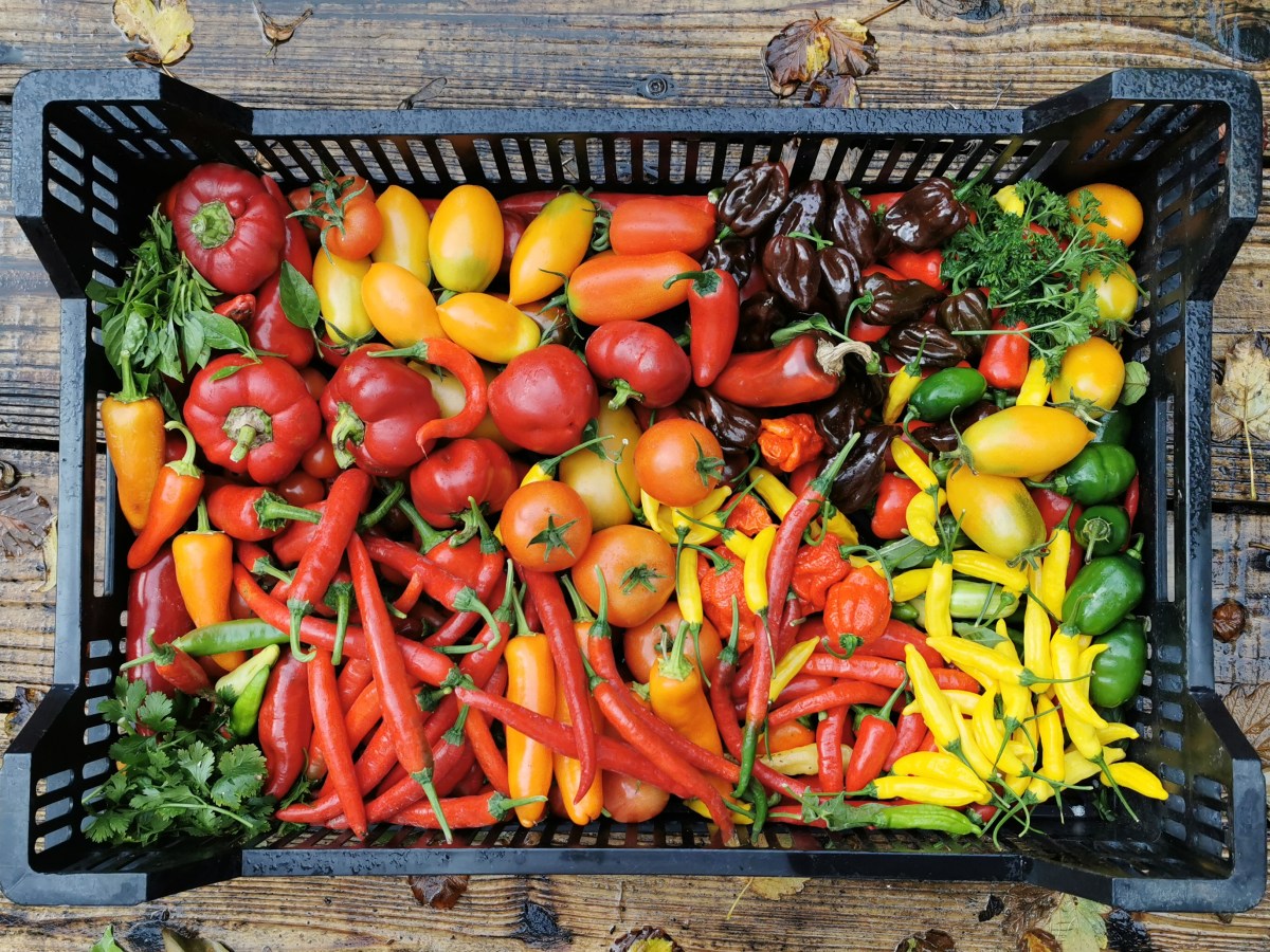 Chilli and Sweet Pepper Review