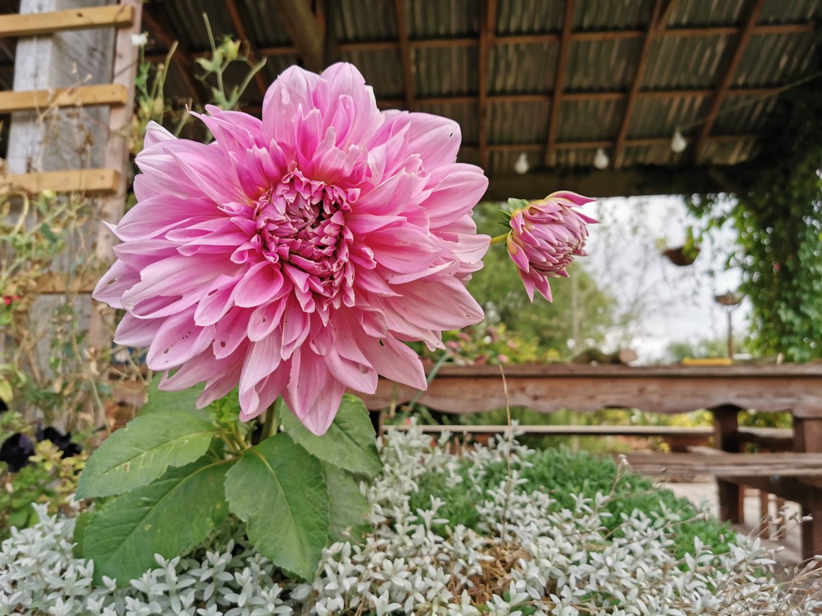Growing Dahlias from Seed and overwintering tubers