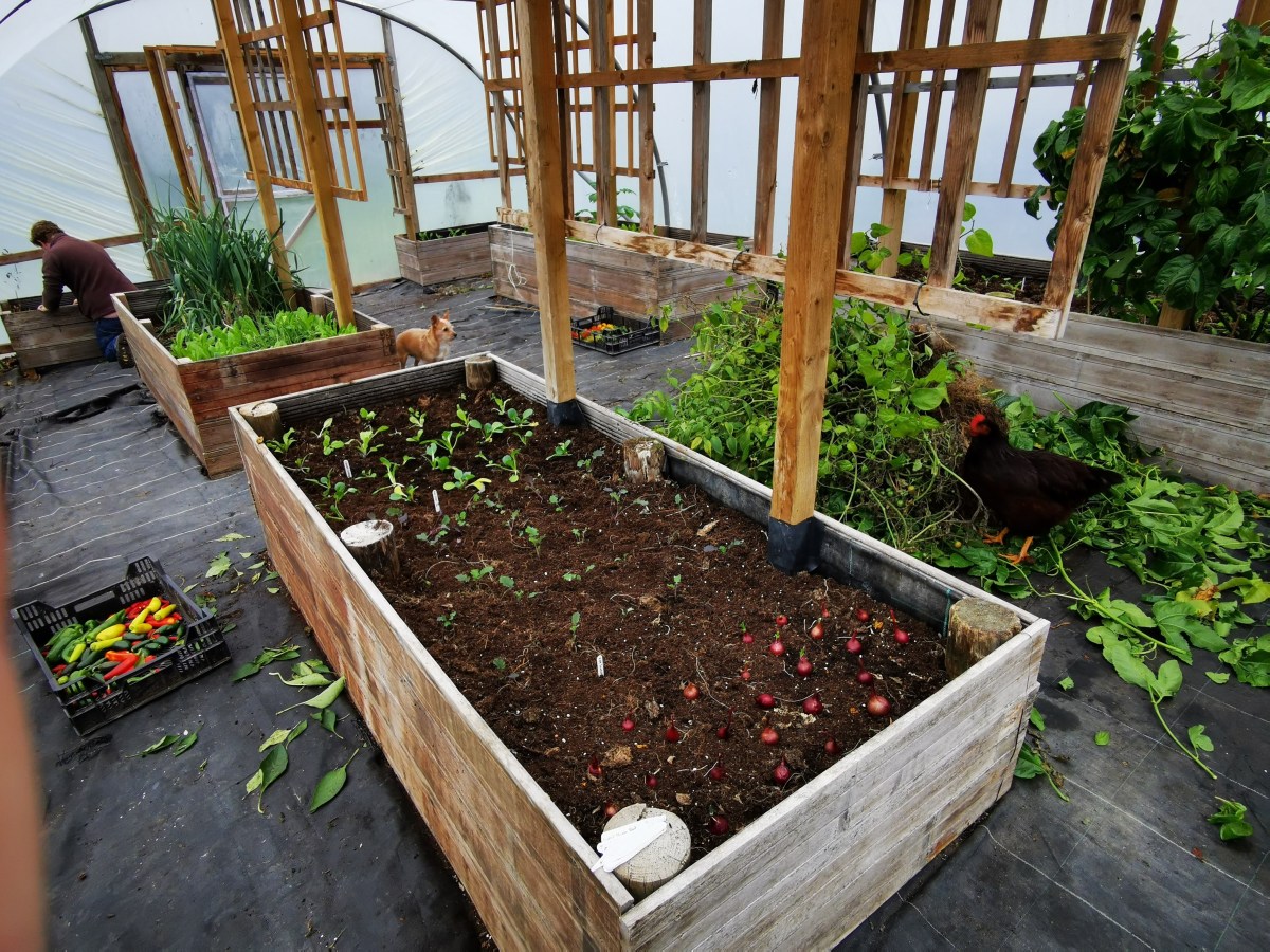 Autumn In the Polytunnel
