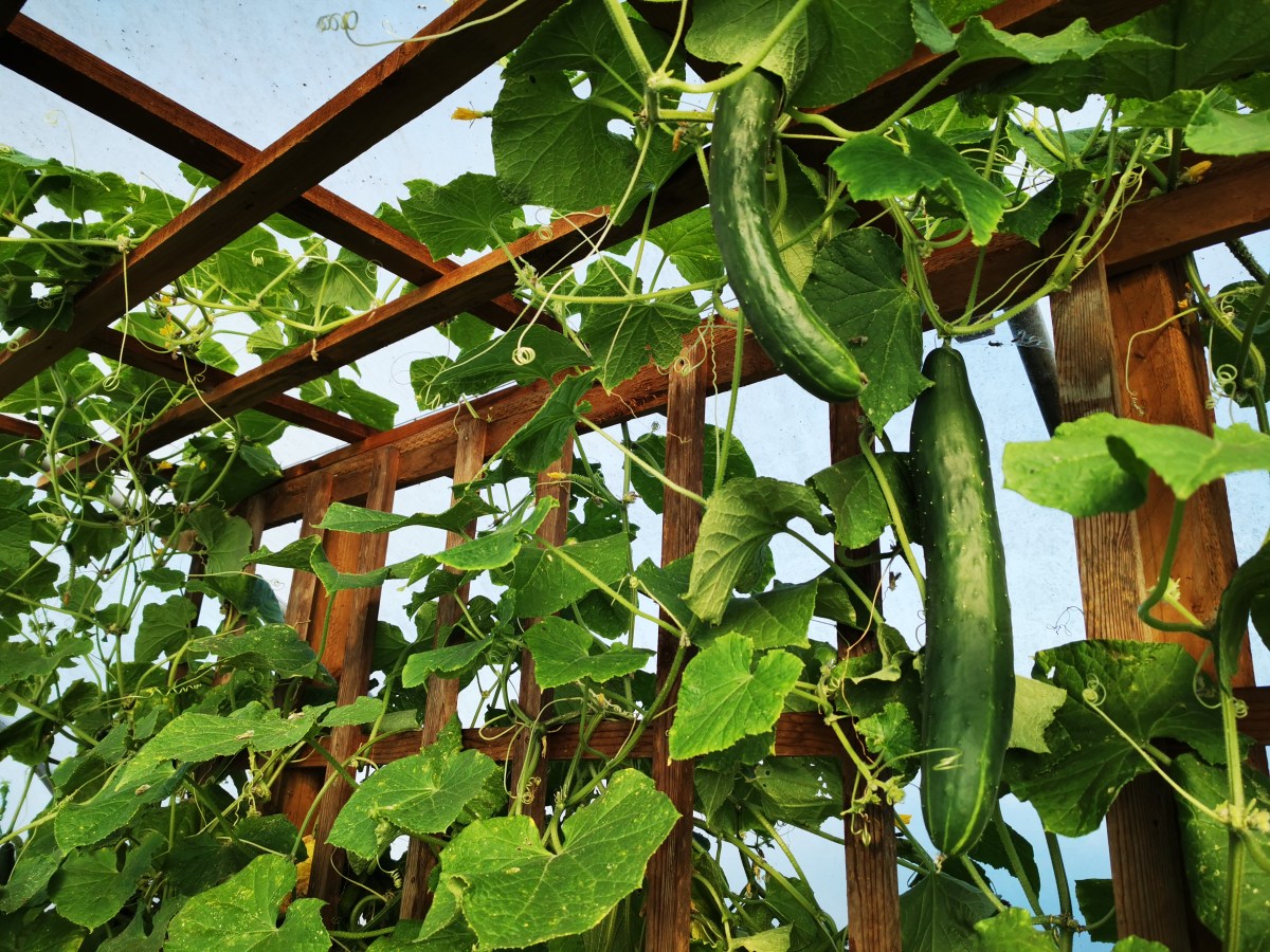 Our best ever cucumber harvest in the Polytunnel!