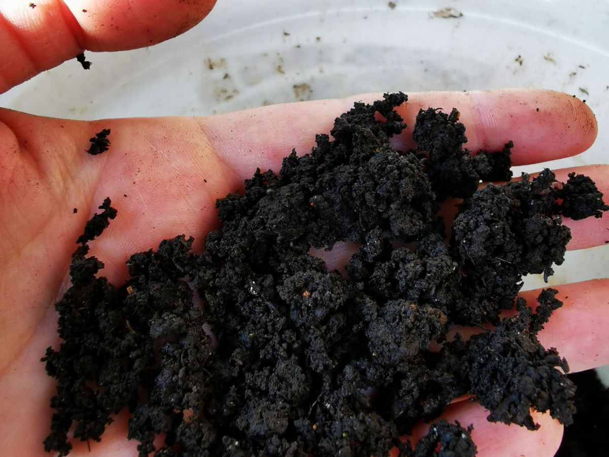 Harvesting compost from our worm farm that recycles waste into ‘gardeners gold’