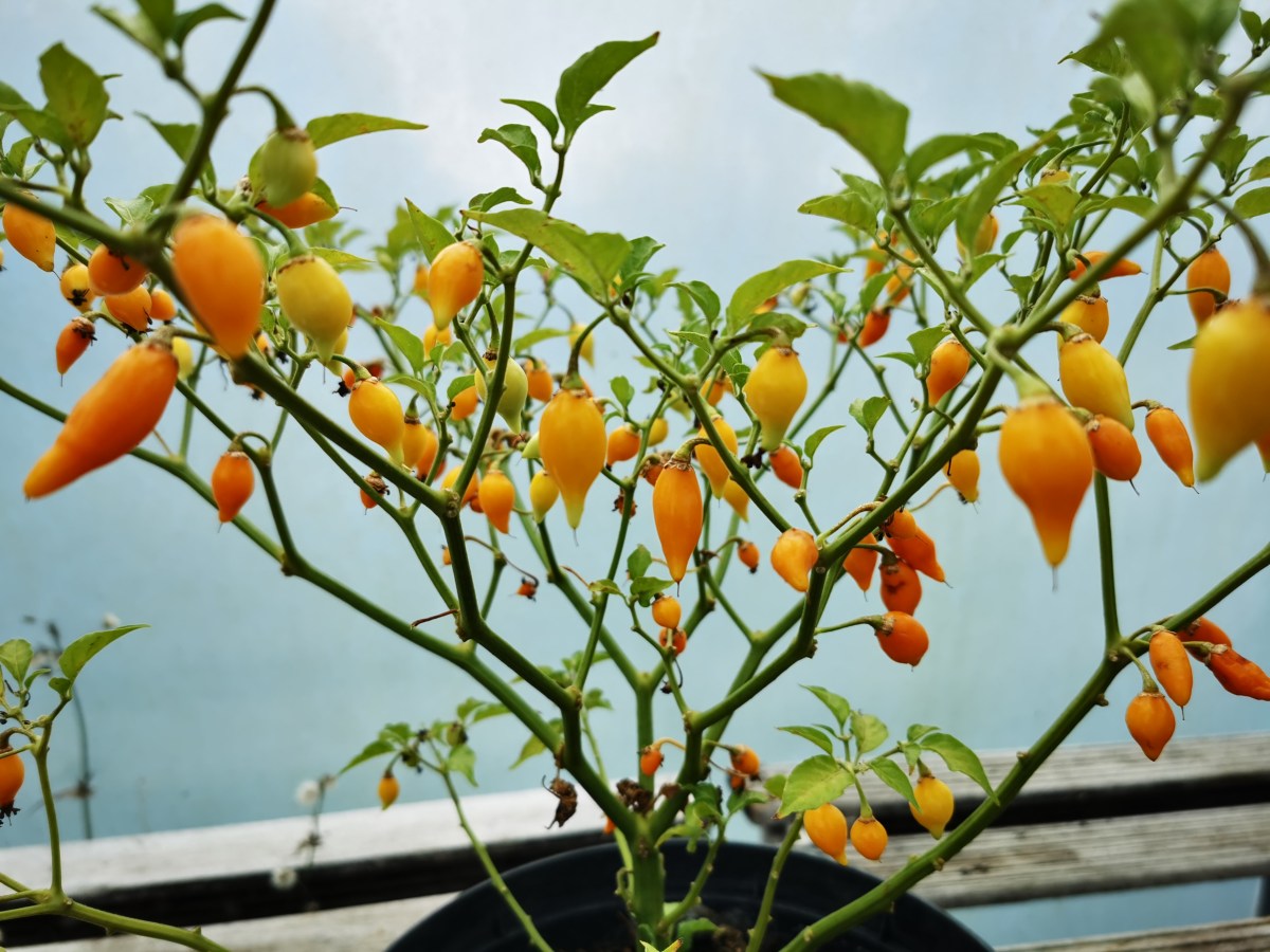 My top five favourite chilli peppers to grow from seed every year!